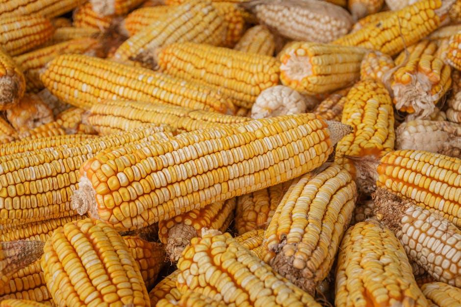 A pile of corn is shown in this photo