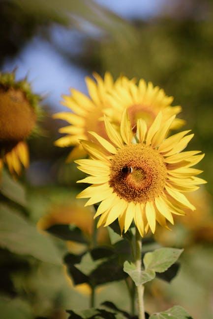 A close up of a sunflower with a bee in it